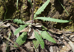 Senecio prenanthoides