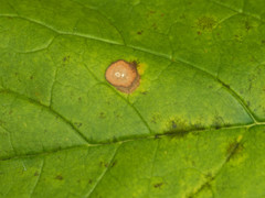 Phyllosticta chionanthi