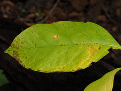 Phyllosticta chionanthi