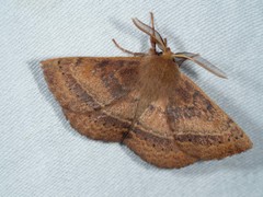 Anthela repleta