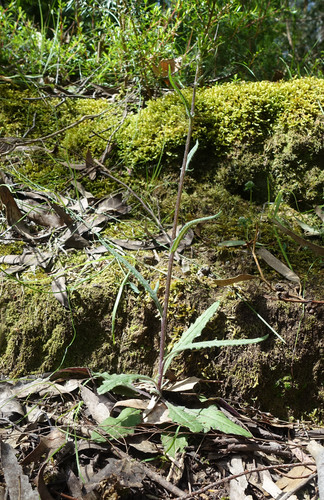 Image of Senecio prenanthoides by (c) yatesy, some rights reserved (CC BY)