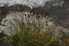 Carex norvegica