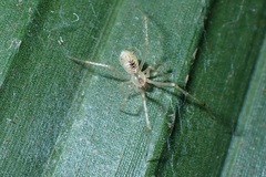 Theridiidae