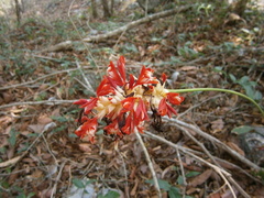 Goeppertia coccinea