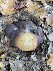Boletus regineus