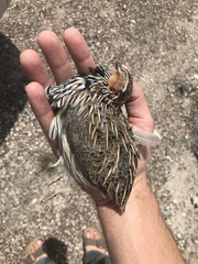 Coturnix pectoralis