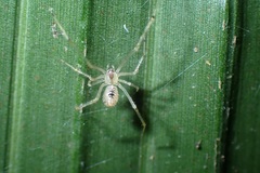 Theridiidae