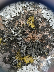 Phaeophyscia pusilloides