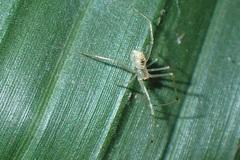 Theridiidae