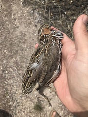 Coturnix pectoralis