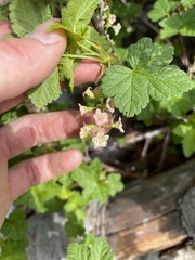 Ribes acerifolium
