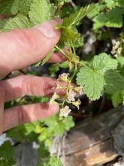 Ribes acerifolium