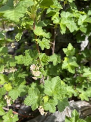 Ribes acerifolium