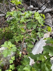 Ribes acerifolium
