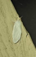Euzora collucens