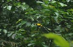 Troides amphrysus