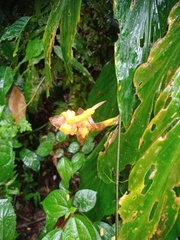Hedychium horsfieldii