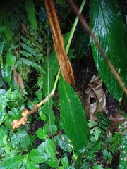 Hedychium horsfieldii