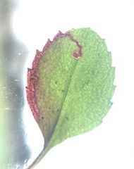 Phytomyza crassiseta