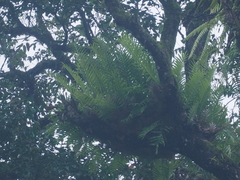 Drynaria pleuridioides