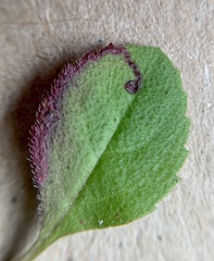 Phytomyza crassiseta