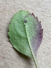 Phytomyza crassiseta