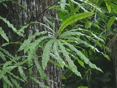 Oleandra neriiformis