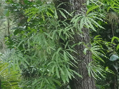 Oleandra neriiformis