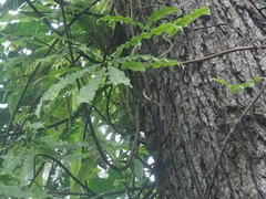 Oleandra neriiformis