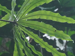 Oleandra neriiformis