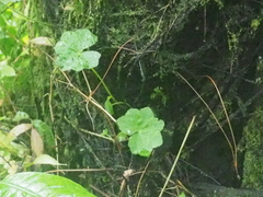 Hydrocotyle javanica