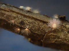 Volutella ciliata