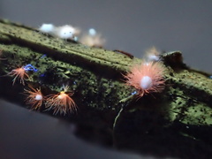Volutella ciliata