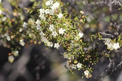 Phebalium tuberculosum