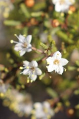 Phebalium tuberculosum