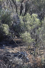 Phebalium tuberculosum