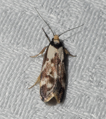Palimmeces variegata