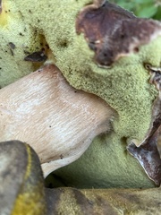 Boletus regineus