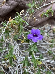 Ruellia californica californica