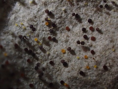 Helotiales