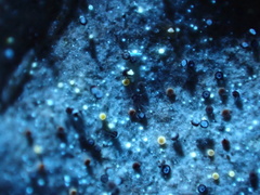 Helotiales