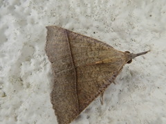 Hypena strigata