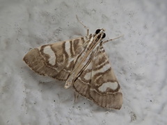 Chabula telphusalis