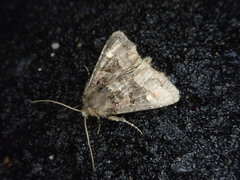 Euplexia koreaeplexia