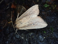 Mythimna sicula striata