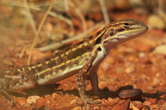 Ctenophorus isolepis