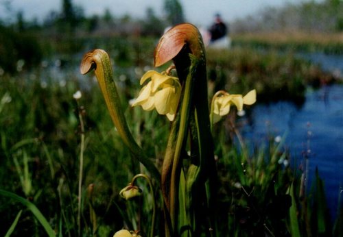 Hooded pitcherplant (Sarracenia minor)