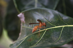 Synoeca virginea