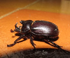 Cyphonistes vallatus