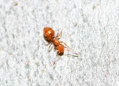 Stigmacros
